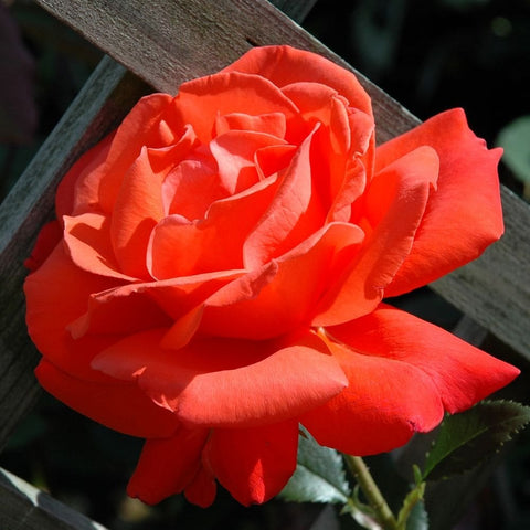 Orange-red rose bloom on a stem with serrated green leaves