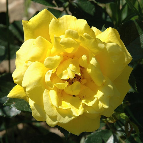 Yellow rose flower with layered petals and green leaves on shrub