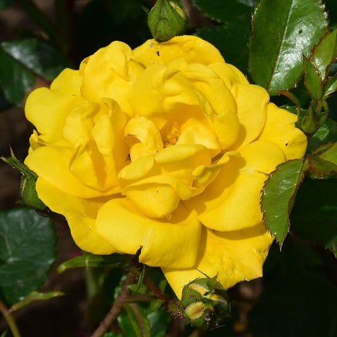 Yellow rose bloom with layered petals and surrounding green buds and leaves