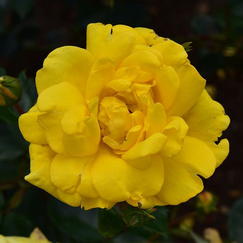 Yellow rose bloom close-up with layered petals and hints of green foliage