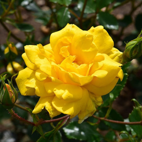 Yellow rose flower with layered petals and green buds on thorny stems