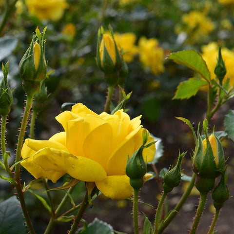 Yellow rose buds on stems with one open yellow bloom and green leaves