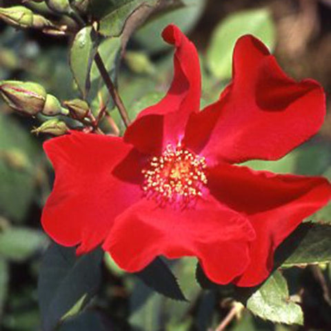 Red rose bloom on leafy branches with surrounding green buds