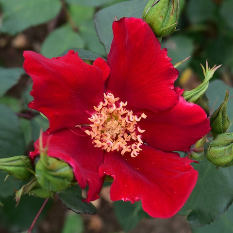 Red rose bloom with green buds on stems, layered petals and pale yellow centers