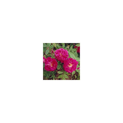 Pink rose flowers with green leaves