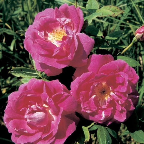 Magenta-pink rose blooms with yellow centers and green leaves