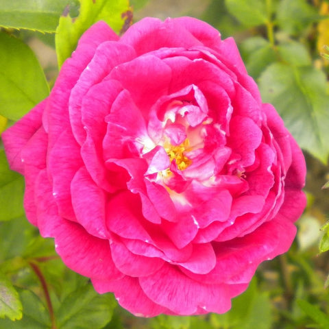 Bright pink rose flower with a yellow center and layered petals