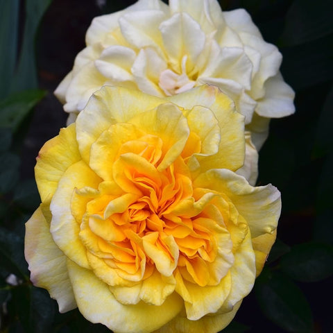 Amanda rose bloom with pale yellow and white petals, orange center, green leaves