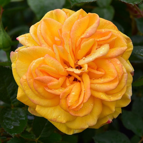 Amanda rose bloom with orange-yellow ruffled petals and green leaves