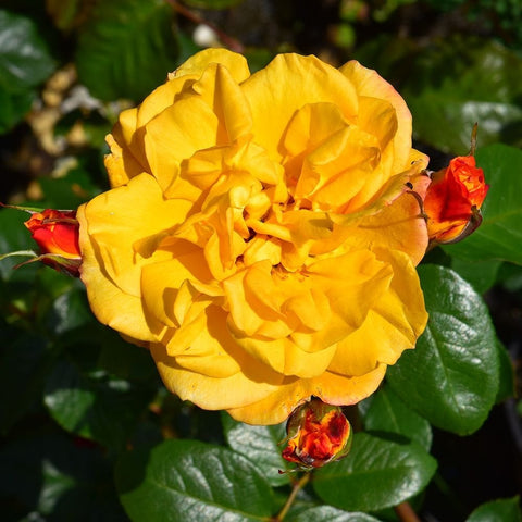 Amanda rose yellow bloom with layered petals and small red buds, green leaves