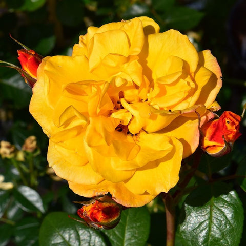 Amanda rose golden-yellow bloom with layered petals and red buds, green leaves