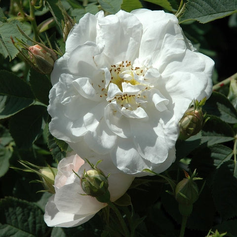 White rose flower with open bloom, buds, and a golden yellow center