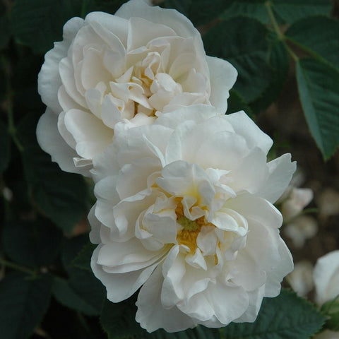 Pair of white rose blossoms with ruffled petals and golden centers