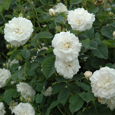 Cluster of white rose blossoms with green serrated leaves