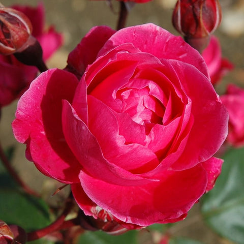 Pink shrub rose bloom with layered petals and visible center, close-up view