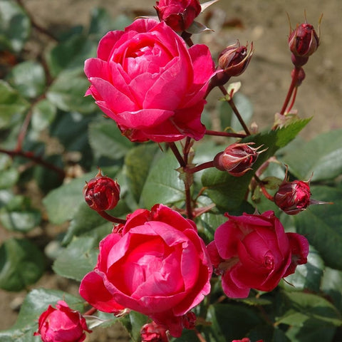Pink shrub rose cluster with multiple blooms, green leaves, and red buds on stems