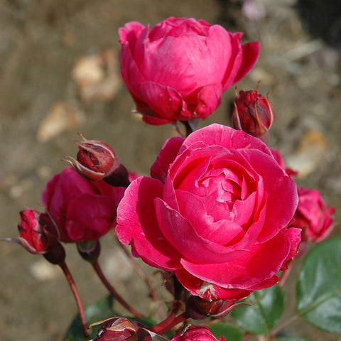 Pink shrub rose flowers with red-brown buds and green foliage on branching stems