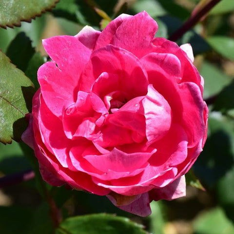 Single pink shrub rose bloom with crinkled petals and surrounding green leaves