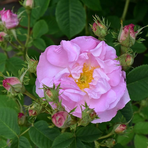 Pink and lavender double rose bloom with green leaves and unopened buds