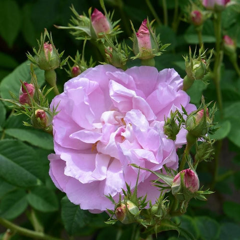 Lavender-pink double rose flower with green buds and stems on leafy plant