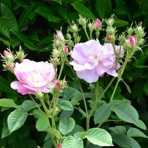 Rose plant with pale pink blooms, green leaves, and many unopened flower buds