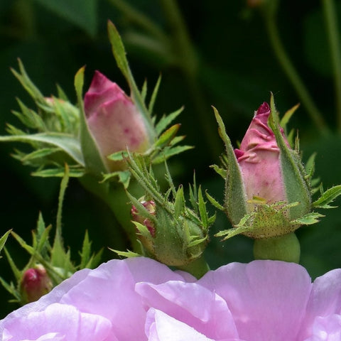 Rose bud cluster with partially open pale lavender-pink bloom and green leaves