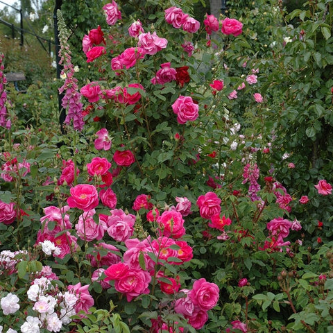 Pink rose shrub with many double blooms and flower buds