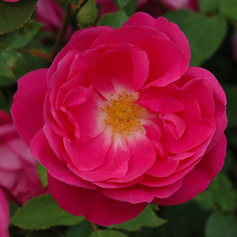Bright pink double rose bloom with yellow center stamens