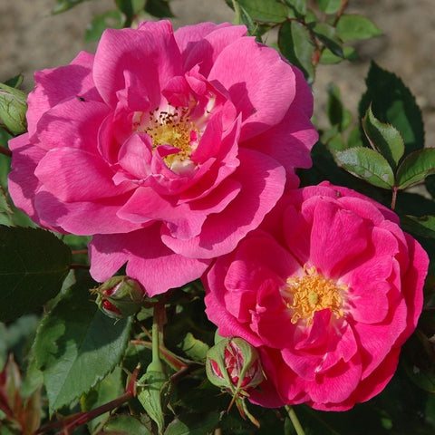 Pink double roses in bloom with green stems and unopened buds