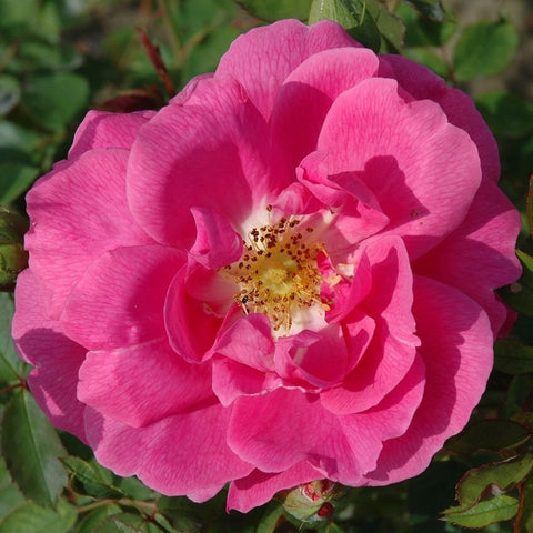 Pink rose blossom with light-striped petals and yellow center