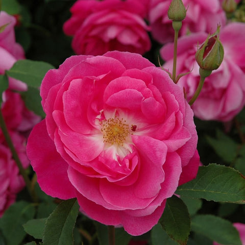 Pink rose bloom with nearby unopened buds and green leaves