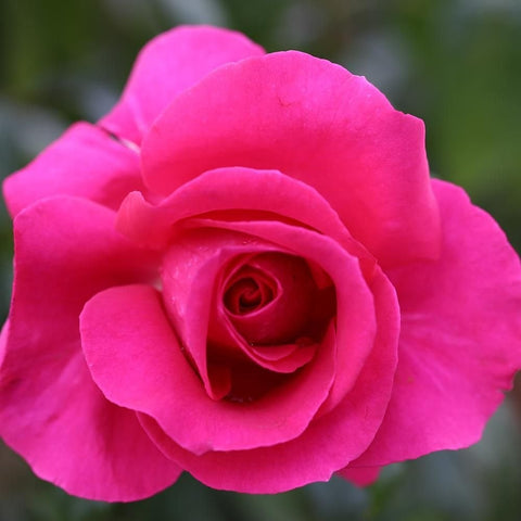 Pink rose flower bloom with layered petals and a visible center bud