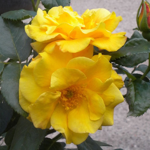 Yellow double rose blooms with layered petals and dark green leaves