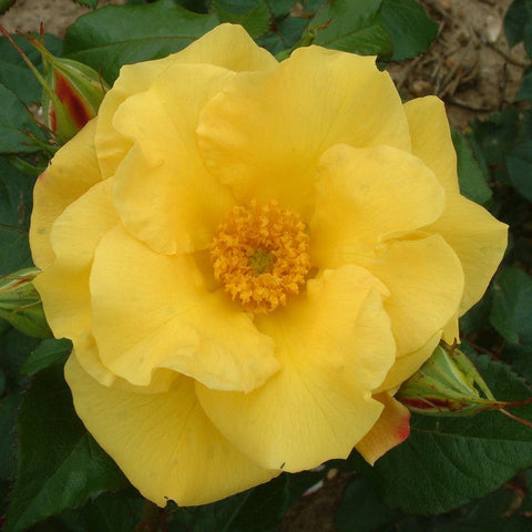 Large yellow rose flower with ruffled petals and yellow center, on green leaves