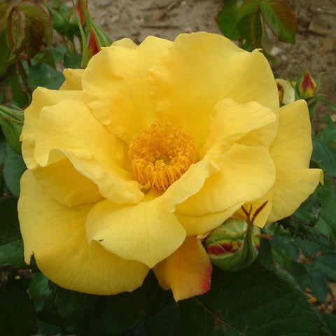 Yellow rose bloom with layered petals and visible stamens in the center