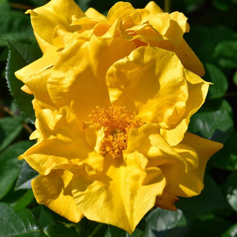 Bright yellow double rose flower with textured petals and green foliage