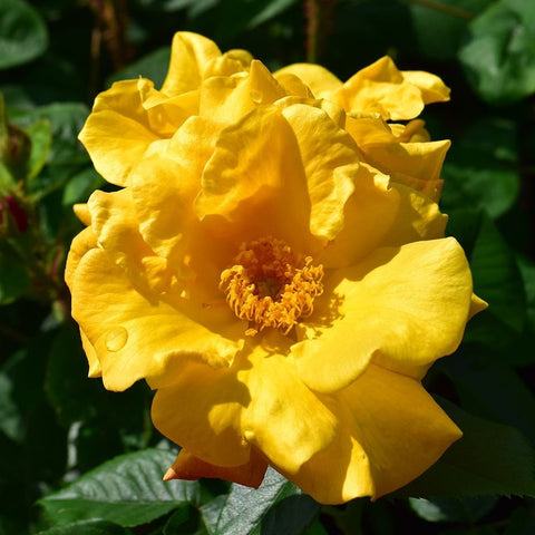 Yellow rose flower close-up with ruffled petals and central yellow stamens