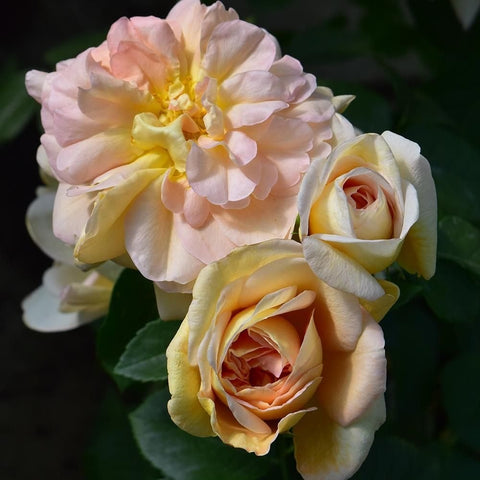Pale pink and cream rose cluster with orange centers and green leaves