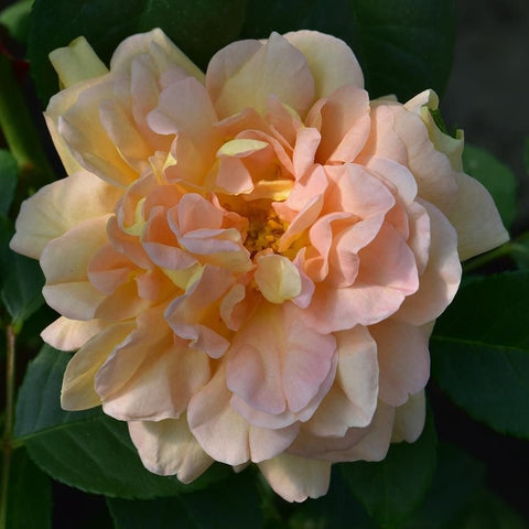 Peach-cream rose bloom with ruffled petals and central yellow stamens