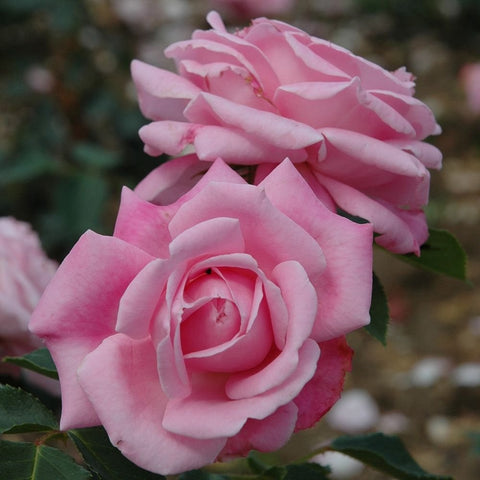 Cluster of light pink rose blooms with ruffled petals and green leaves