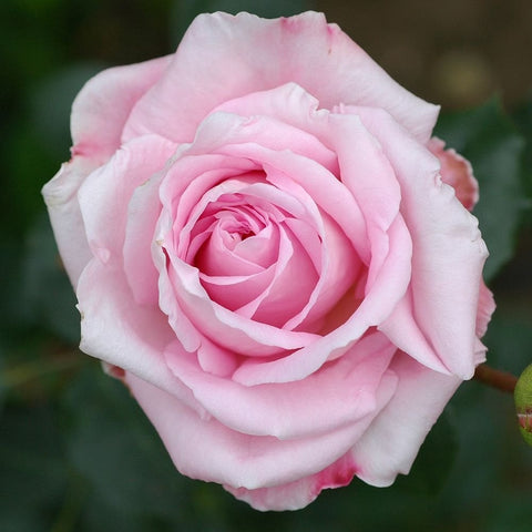Light pink rose flower with tightly layered ruffled petals