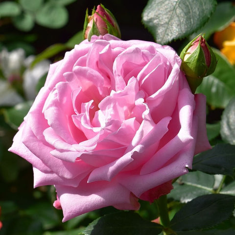 Pink rose in bloom with green buds and dark green leaves