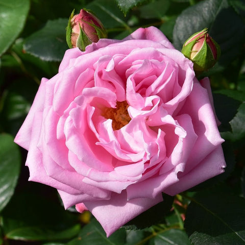 Pink double rose flower surrounded by green leaves and buds