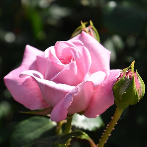 Pink rose bloom with several green buds on stems