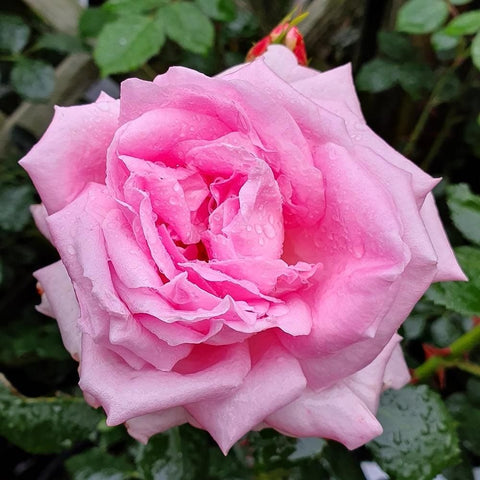 Pink rose flower with ruffled petals and small water droplets