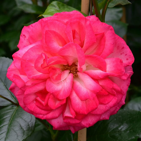 Bright pink rose bloom with layered petals and pale yellow center