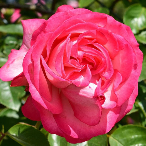 Antique rose bloom with bright pink double petals and layered rosette center