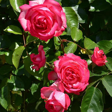 Pink double rose blooms on stems with glossy green leaves
