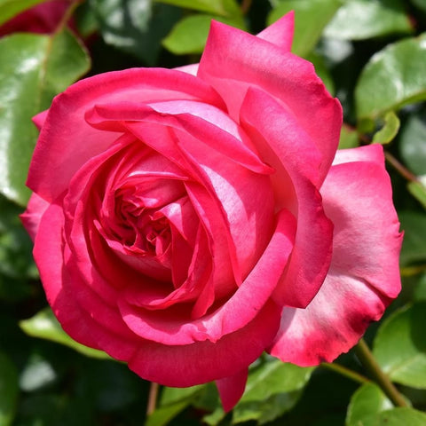 Hot pink rose bloom with tightly curled layered petals