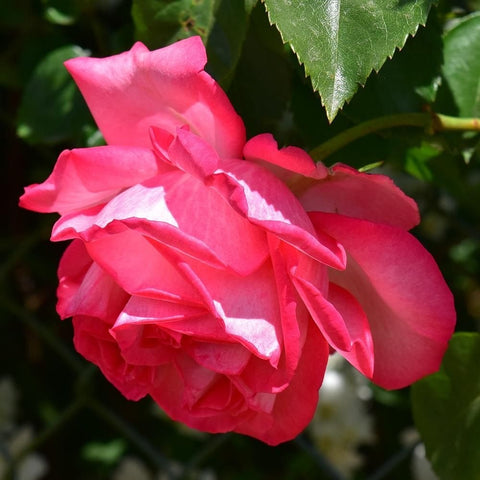 Pink rose bud cluster with layered petals on green leaves